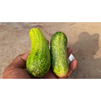 Cucumber  (22)-4390236-95068.webp